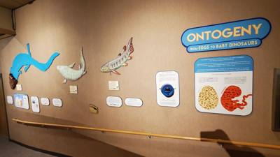 This dinosaur museum had different information than the other one previous in the week.  Good stuff.  Avery was in heave