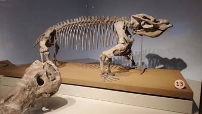 The trip wouldn't be complete without a visit to the Field Museum.