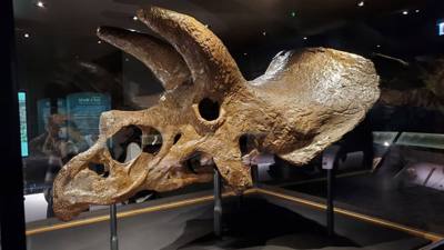 The trip wouldn't be complete without a visit to the Field Museum.