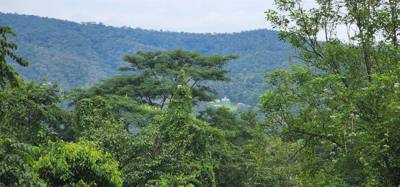First up this morning was a visit to the Queen Sirikit Canopy Walk.  Beautiful views and listing to the moving water of 