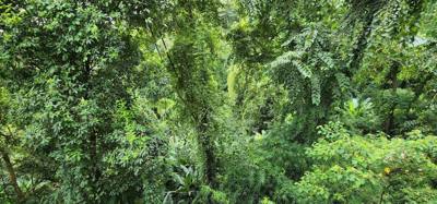 First up this morning was a visit to the Queen Sirikit Canopy Walk.  Beautiful views and listing to the moving water of 