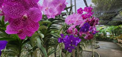 Lunch today was at the Bai Orchid.  Buffet style authentic Thai food.  More plants to take in.  Butterfly Farm was close