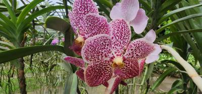 Lunch today was at the Bai Orchid.  Buffet style authentic Thai food.  More plants to take in.  Butterfly Farm was close