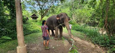 A visit to the Elephant Eco Valley elephant camp was a great addition to the trip.  Passion fruit drinks greeted us afte