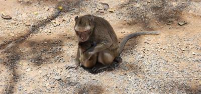 Monkeys!