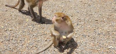 Monkeys!