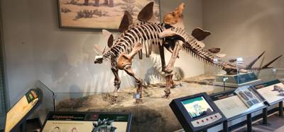 It's difficult to get through more than half of the Field Museum each time we come.  But so much cool stuff!