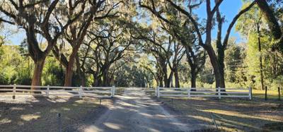 Our "get the juices flowing" vacay hike this morning was at the Wormsloe Historic Site.  Pictures and video don't do the
