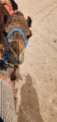 What did you do this afternoon?  Not much, just rode camels in Morocco.